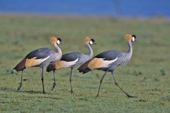 Tour: Giraffe Center and Nairobi National Park - Why this makes sense for a short Nairobi stay