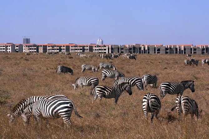 Tour: Giraffe Center and Nairobi National Park - Morning or afternoon game drive?