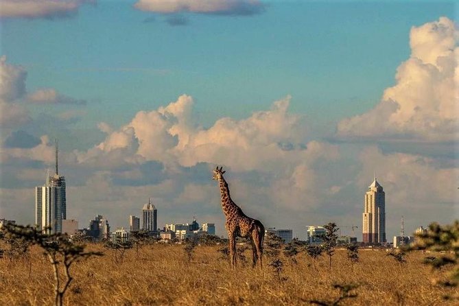 Tour: Giraffe Center and Nairobi National Park - What your guide adds to the experience