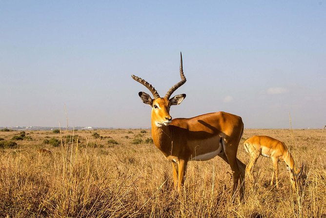 Tour: Giraffe Center and Nairobi National Park - Transport, timing, and small details that matter