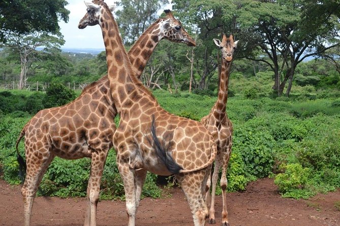 Tour: Giraffe Center and Nairobi National Park - The lunch break and the practical middle of the day
