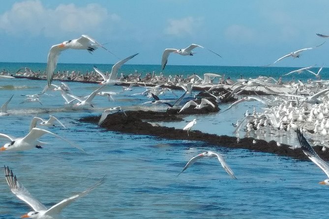 Two-Hour Everglades Dolphin, Manatee and Birding Boat Tour - Leaving Chokoloskee for the 10,000 Islands