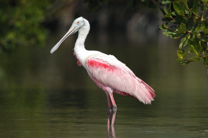 Two-Hour Everglades Dolphin, Manatee and Birding Boat Tour - What the Guides Add to the Ride