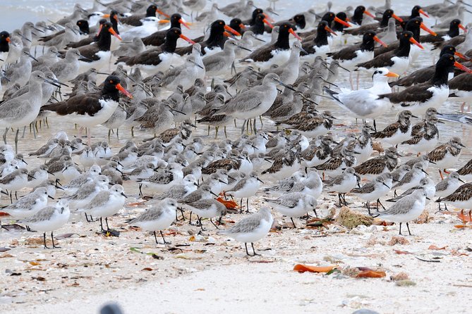 Two-Hour Everglades Dolphin, Manatee and Birding Boat Tour - How Much Wildlife Should You Expect?