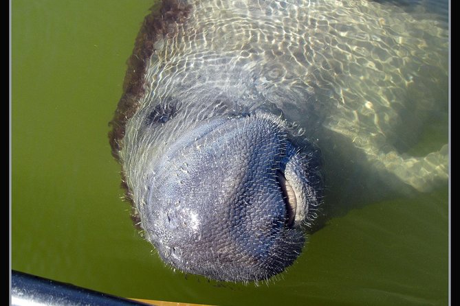 Two-Hour Everglades Dolphin, Manatee and Birding Boat Tour - Is $109.95 a Fair Price?