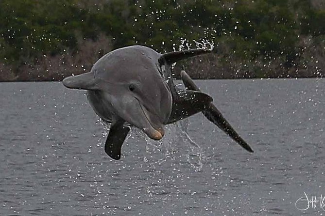 Two-Hour Everglades Dolphin, Manatee and Birding Boat Tour - Weather, Cancellations and Simple Planning