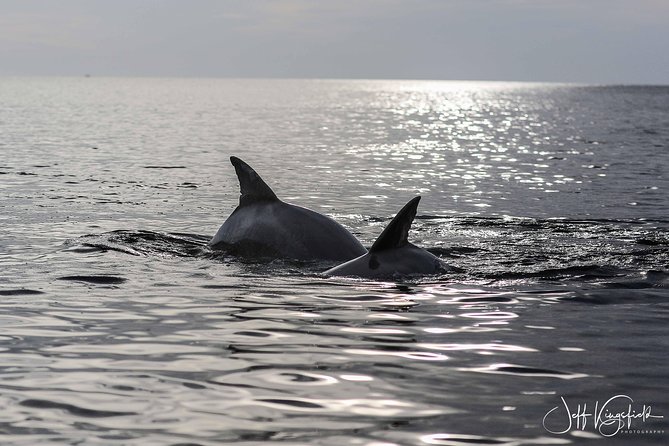 Two-Hour Everglades Dolphin, Manatee and Birding Boat Tour - Who Should Book This Everglades Boat Tour?