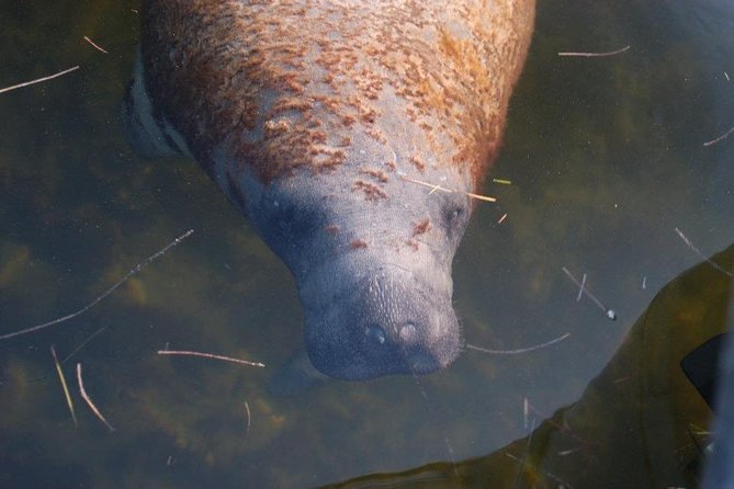 Two-Hour Everglades Dolphin, Manatee and Birding Boat Tour - The Island Stop, Shells and Coastal Ecology