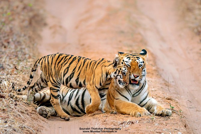 Two Night Tiger Safari Experience at Tadoba National Park &Transfers From Nagpur - What makes this Tadoba safari different