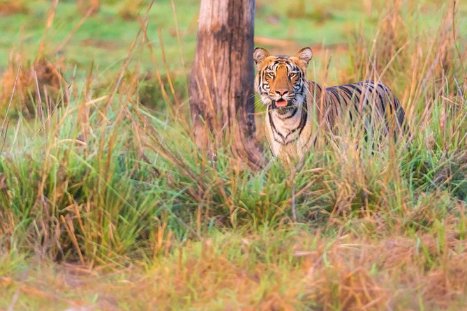 Two Night Tiger Safari Experience at Tadoba National Park &Transfers From Nagpur - Day two: the full safari day
