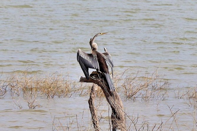 Udawalawa National Park half day Safari - The best chance of seeing elephants