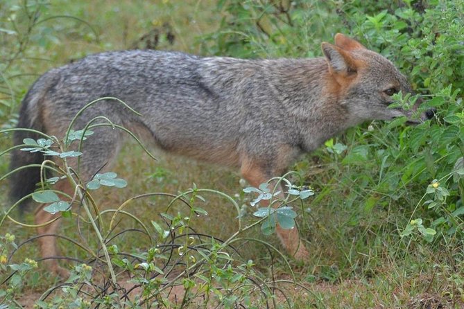 Udawalawa National Park half day Safari - Is $85 good value?