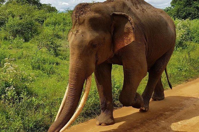 Udawalawa National Park half day Safari - Who will enjoy this safari most?