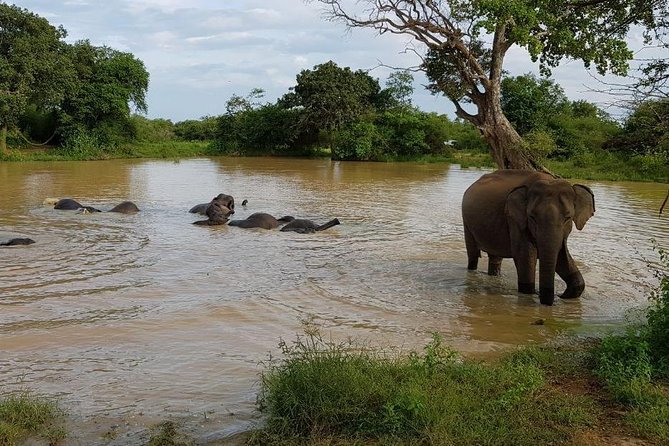 Udawalawa National Park half day Safari - Practical details that can save trouble