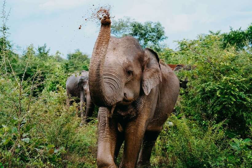 Udawalawe National Park: Elephant Safari with Expert Guide - Four hours among elephants, birds, and wetlands