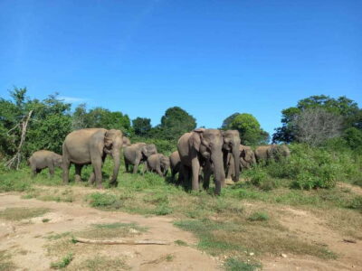 Udawalawe National Park: Elephant Safari with Expert Guide