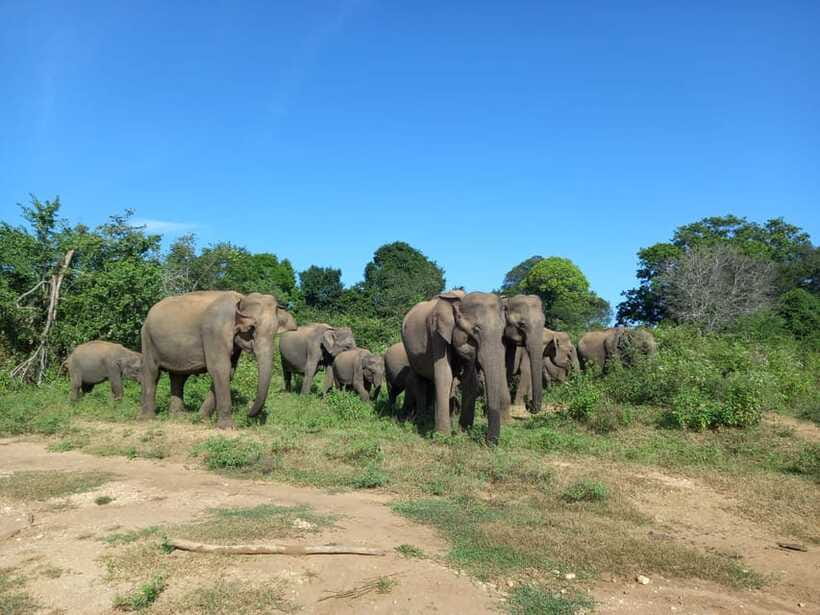 Udawalawe National Park: Elephant Safari with Expert Guide - Beyond elephants: the animals you may miss alone
