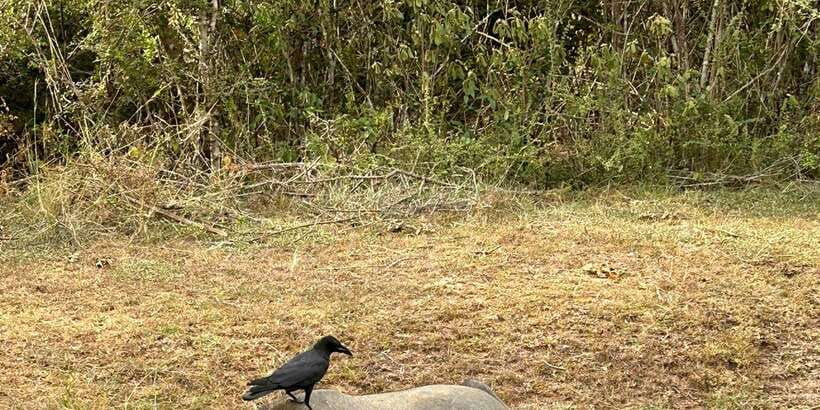Udawalawe National Park Safari and Elephant Transit Home - Key points at a glance