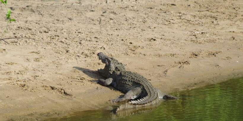 Udawalawe National Park Safari and Elephant Transit Home - Four hours among grasslands, forests, and wetlands