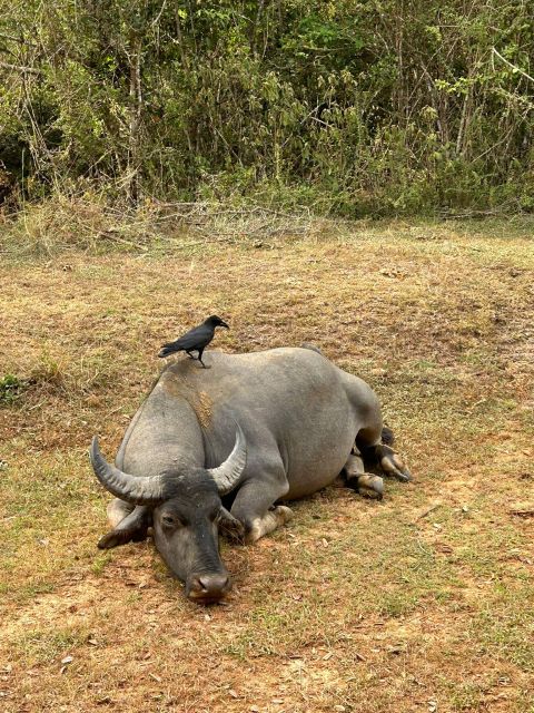 Udawalawe National Park Safari and Elephant Transit Home - Why the guide can make or break the day