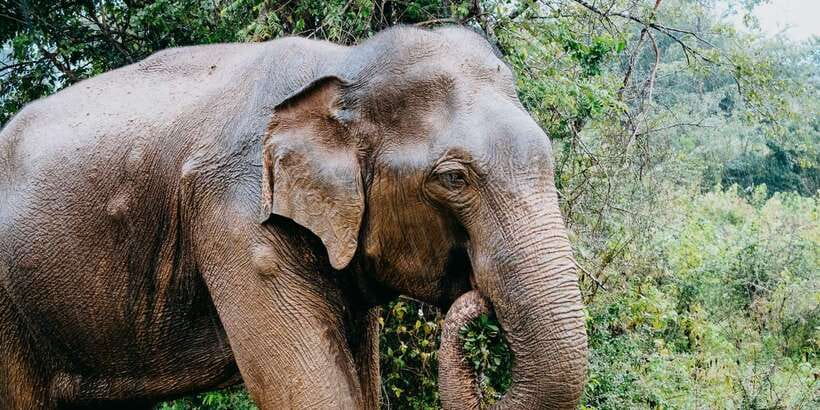 Udawalawe National Park Safari and Elephant Transit Home - The Elephant Transit Home adds a second focus