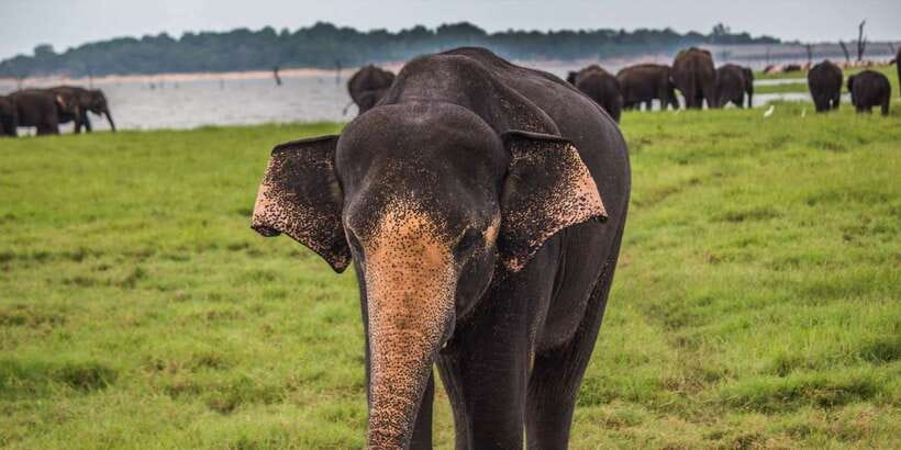Udawalawe: National Park Safari & Elephant Transit Home Tour - Inside the park, elephants come first