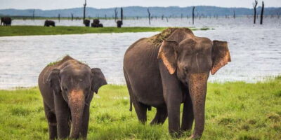 Udawalawe: National Park Safari & Elephant Transit Home Tour