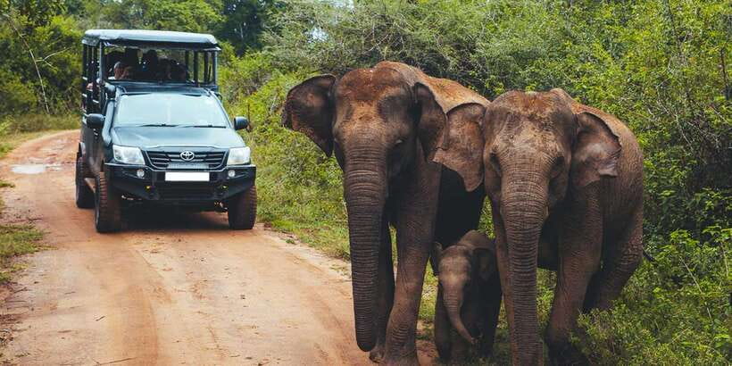 Udawalawe: National Park Safari & Elephant Transit Home Tour - The real price of a $21 safari