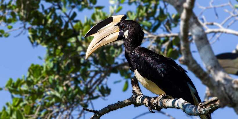 Udawalawe: National Park Safari & Elephant Transit Home Tour - Who should book this Udawalawe safari?