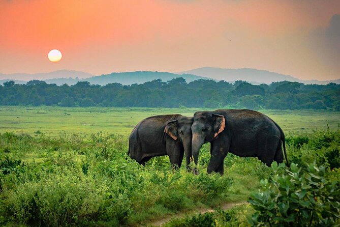 Udawalawe National Park Safari from Weligama - What the private format changes