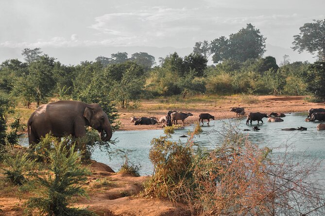 Udawalawe National Park Safari from Weligama - Is $92 a fair price?
