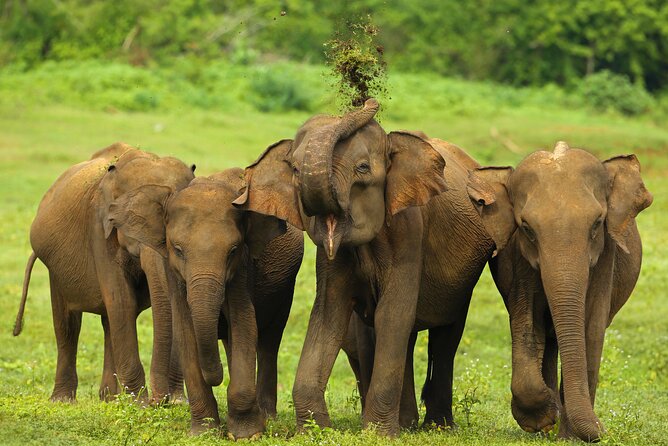 Udawalawe National Park Safari from Weligama - Who will enjoy this safari most?