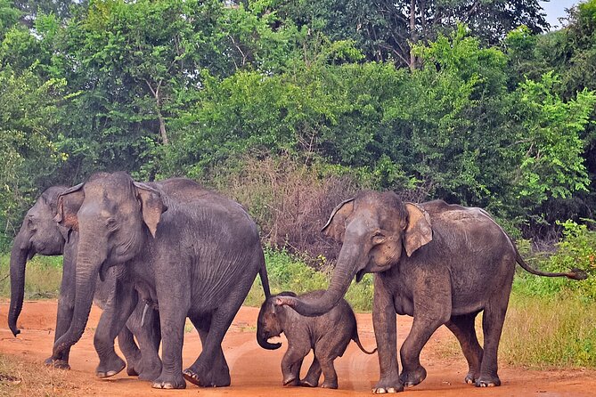 Udawalawe National Park Safari from Weligama - Practical details before you reserve