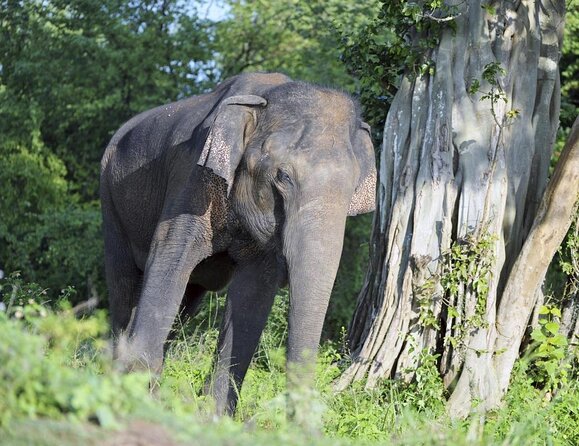 Udawalawe National Park Safari trip from Galle/Mirissa/Ella - Key points at a glance