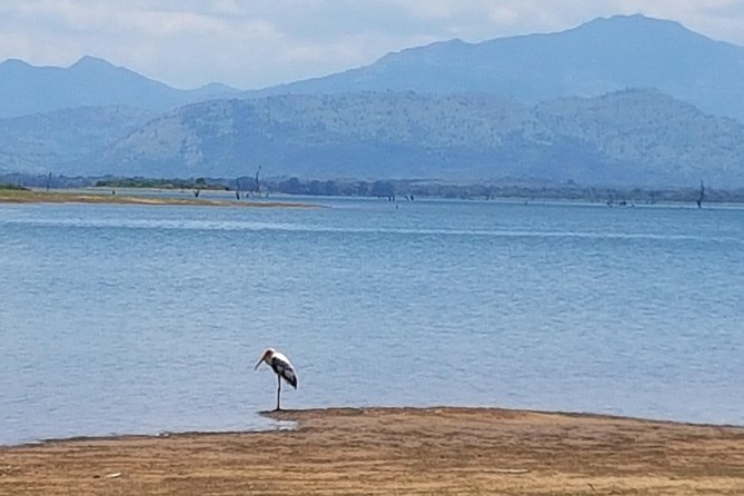 Udawalawe National Park Safari trip from Galle/Mirissa/Ella - Who should book this safari