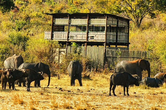 Unique Safari Game Drives in Zambezi National Park, 4 Options - Why the short transfer matters in Victoria Falls
