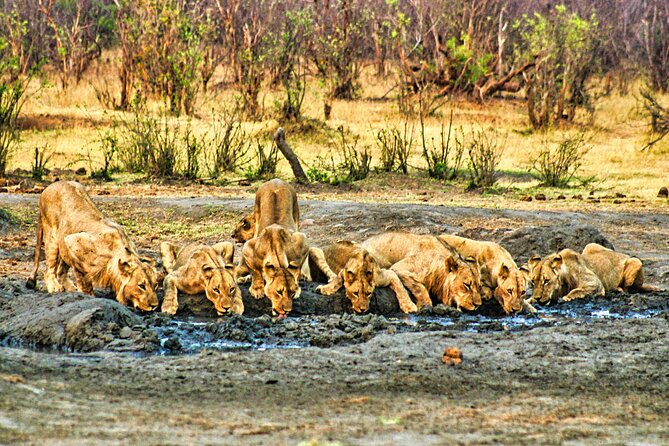 Unique Safari Game Drives in Zambezi National Park, 4 Options - What the food adds to the safari