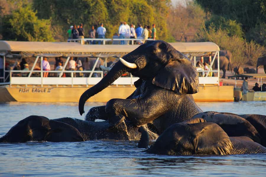 Victoria Falls: Chobe National Park Day Trip with Lunch - At a glance: what makes this Chobe trip worthwhile