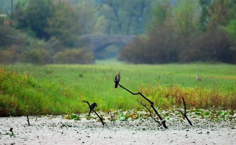 Virpazar: Skadar Lake National Park Guided Boat Tour - Passing beneath the railway bridge and Fort Lesendro