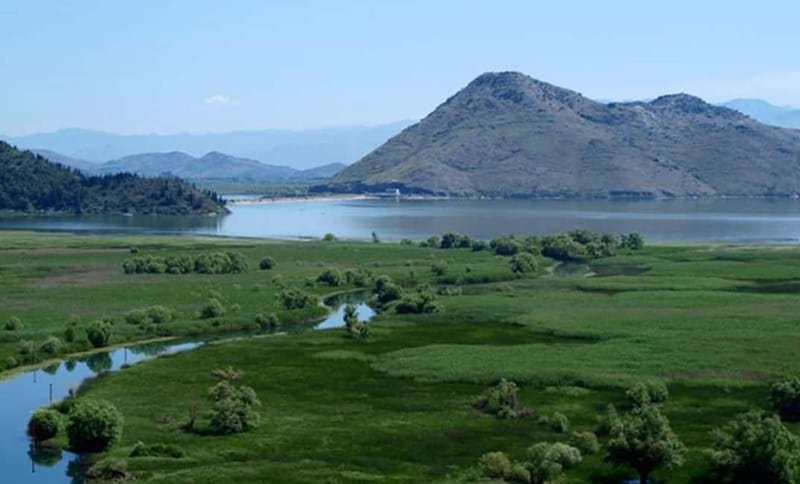 Virpazar: Skadar Lake National Park Guided Boat Tour - Lilies, white lotuses, and wide open water