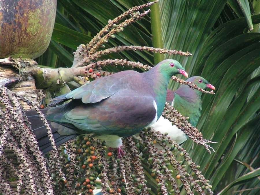 Waitakere Ranges Wilderness Experience Tour from Auckland - Piha Beach and the power of Auckland’s west coast