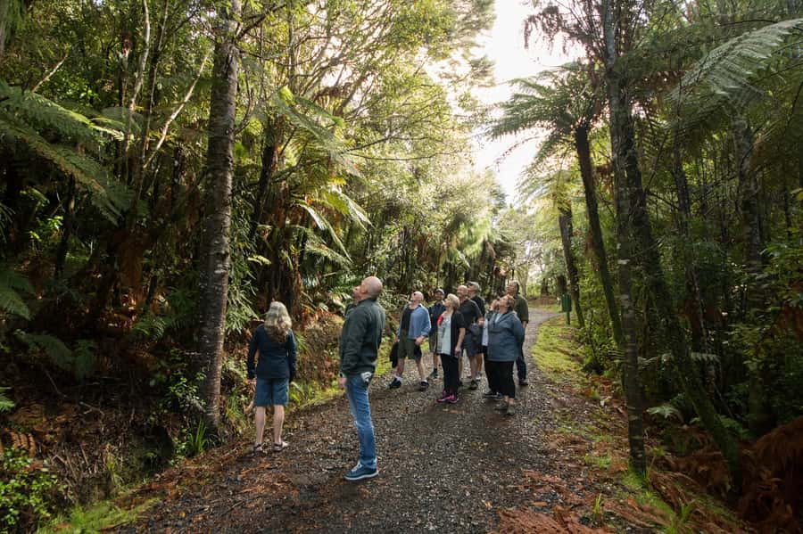 Waitakere Ranges Wilderness Experience Tour from Auckland - Afternoon tea with biscuits and Manuka honey