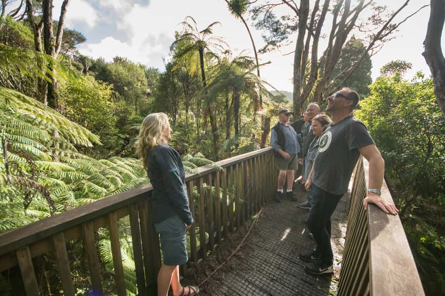 Waitakere Ranges Wilderness Experience Tour from Auckland - Who should book the Waitakere and Piha tour?