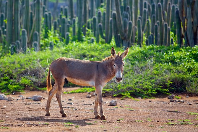 Washington Slagbaai National Park Tour in Bonaire - The Brandaris hike needs a clear question before booking