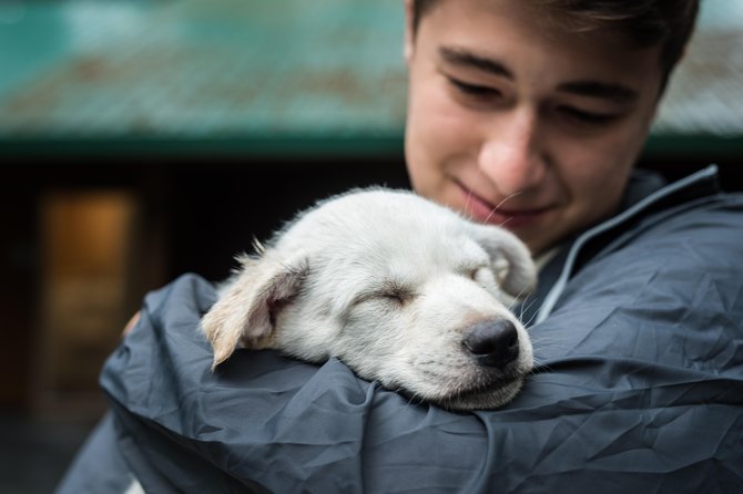 Wilderness Dog Sled Ride and Tour in Seward - Meeting the Racing Dogs Before the Ride