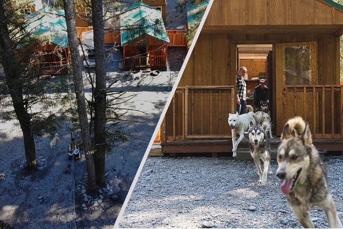 Wilderness Dog Sled Ride and Tour in Seward - Who Will Enjoy This Tour Most?
