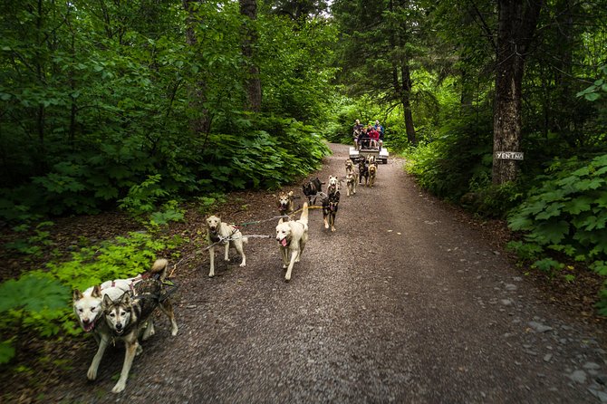 Wilderness Dog Sled Ride and Tour in Seward - Starting at 12820 Old Exit Glacier Road
