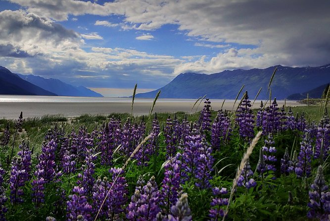 Wilderness, Wildlife, Glacier Experience from Anchorage - At a glance: what makes this tour useful