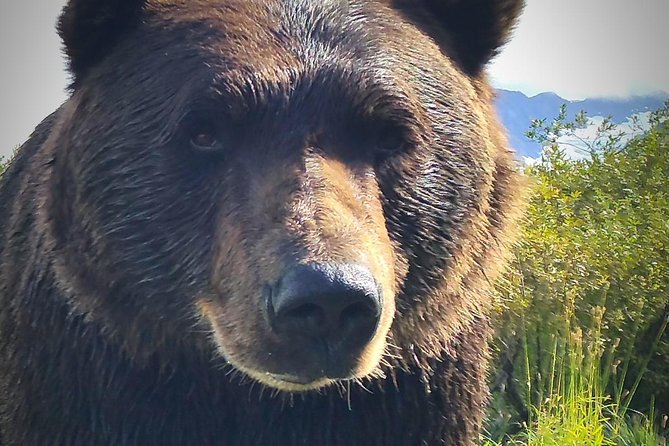Wilderness, Wildlife, Glacier Experience from Anchorage - Why the $199.99 price can make sense