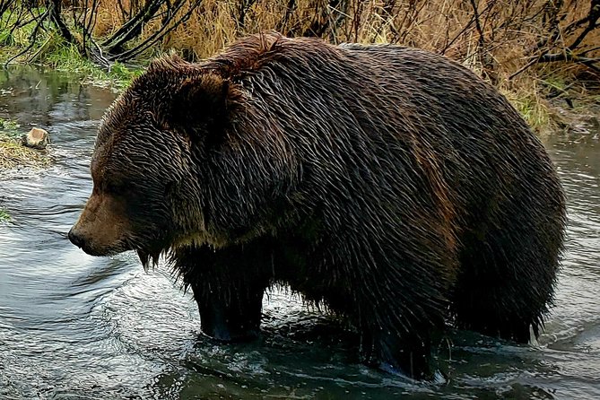 Wilderness, Wildlife, Glacier Experience from Anchorage - Alaska Wildlife Conservation Center: the surest animal stop